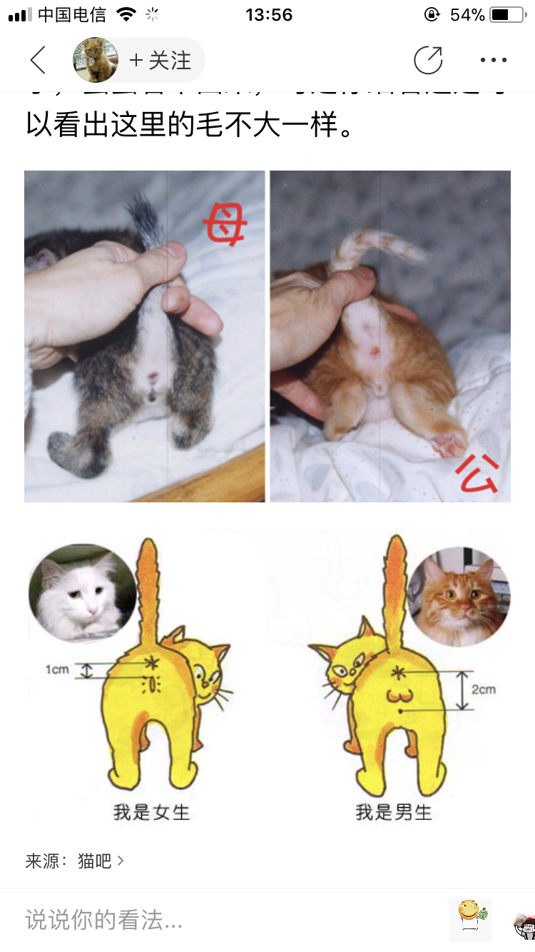 2个月小猫公母分辨图图片