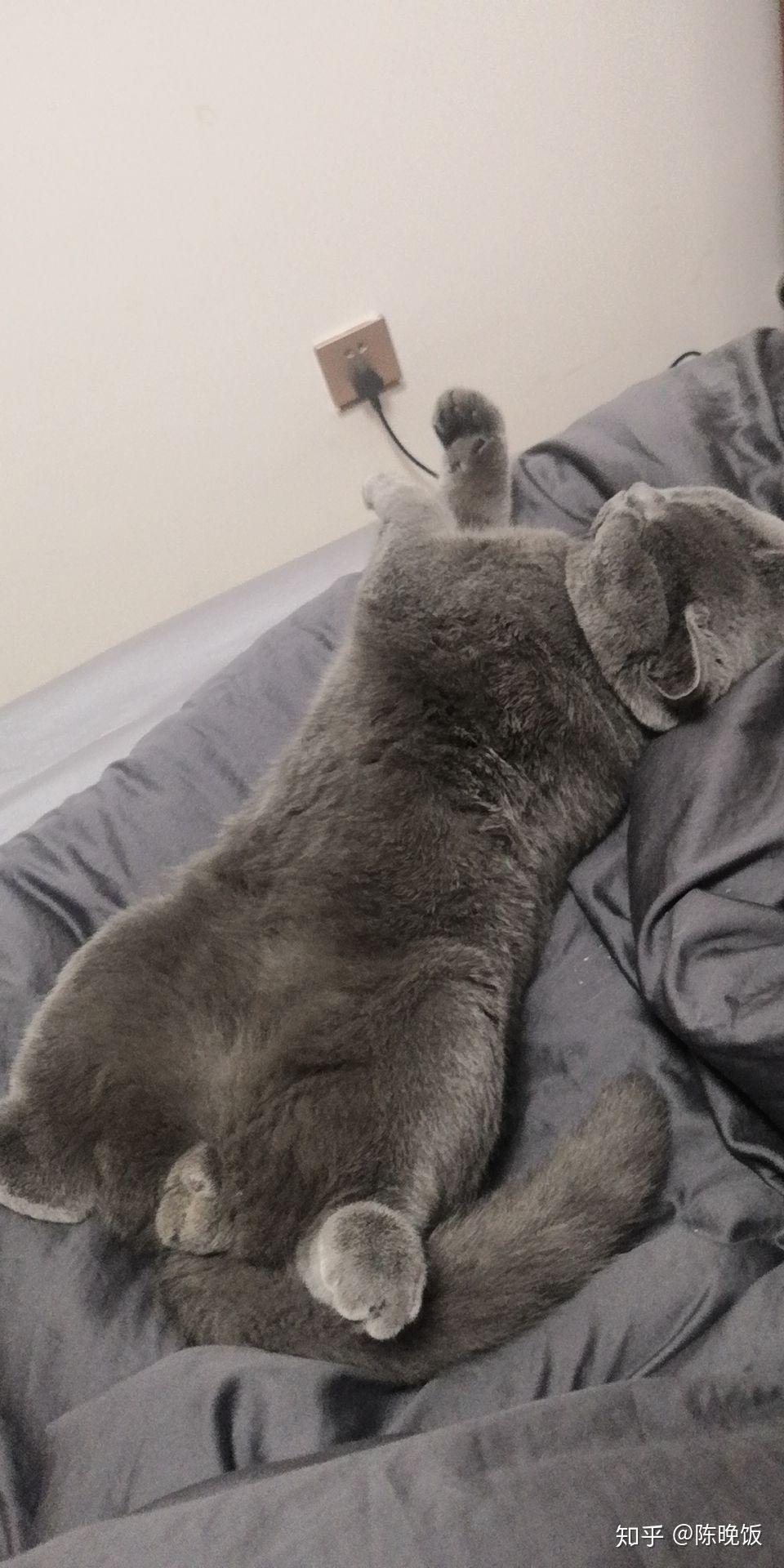 你们的蓝猫全身趴直了睡觉吗