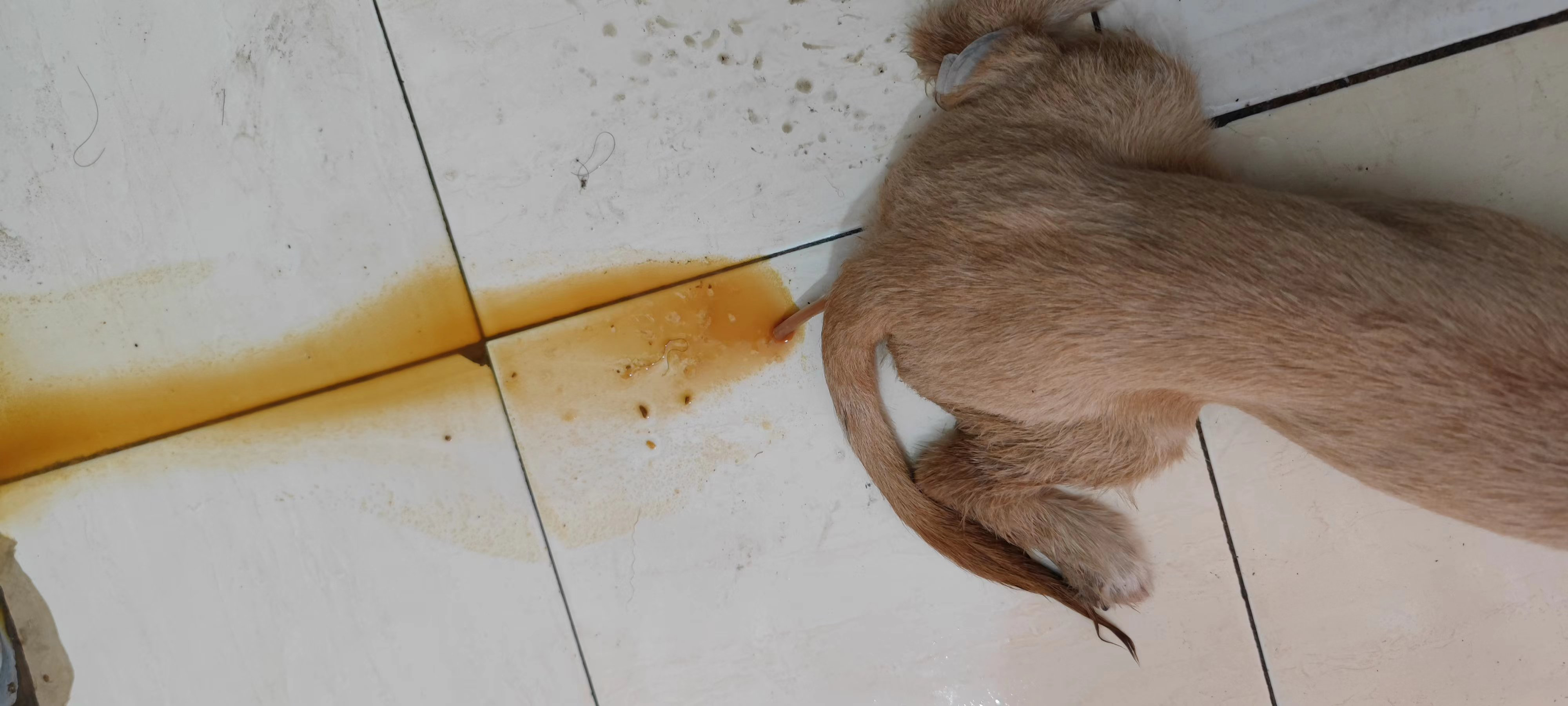 在家给狗狗治疗细小经验分享