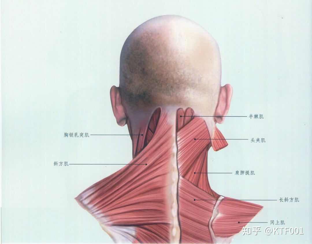 颈半棘肌起止点解剖图-千图网