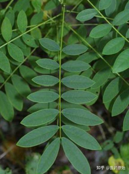 带你识别番泻叶