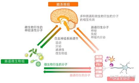 腹胀胀气腹泻便秘肠易激综合征和大脑的关系肠脑菌群