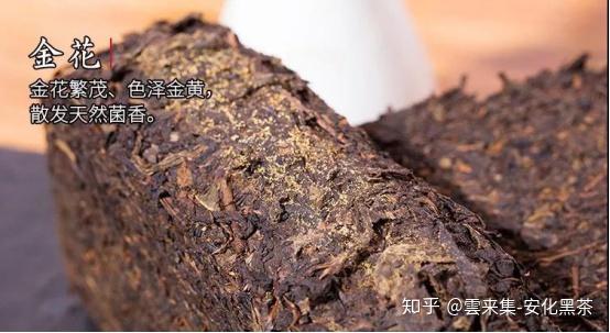 安化黑茶的发花和发酵的过程是怎样的？ - 知乎