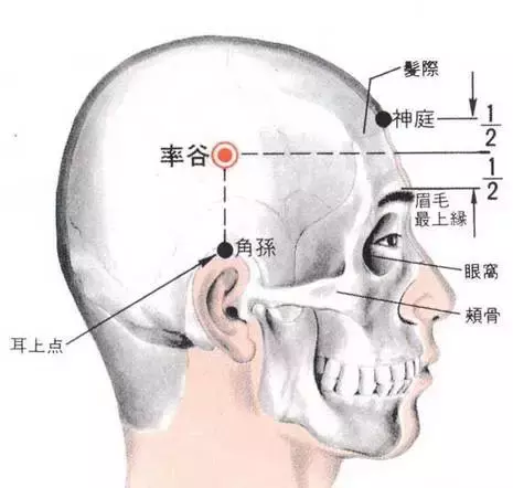 69,蕁麻疹穴——風池風池穴:人體風池穴位於項部,當枕骨之下,與風府穴