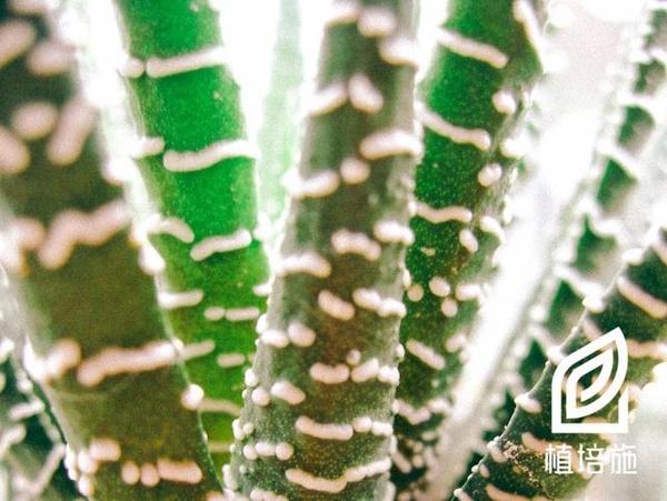 植培施 条纹十二卷haworthia Fasciata 多肉植物栽培手册 知乎