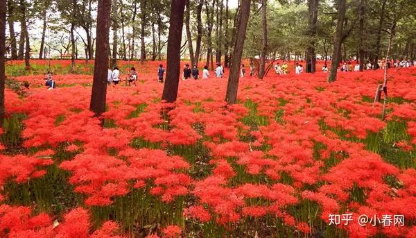 错过等一年 这个周末将迎来日本最大彼岸花花海 知乎