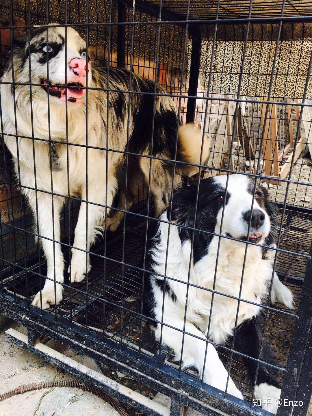 说说边境牧羊犬有多聪明?