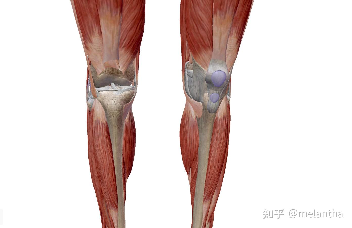 膝关节解剖之胫股关节