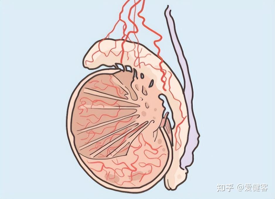 男生的蛋蛋究竟有多脆弱昨天的新闻吓得我立即捂住了裤裆