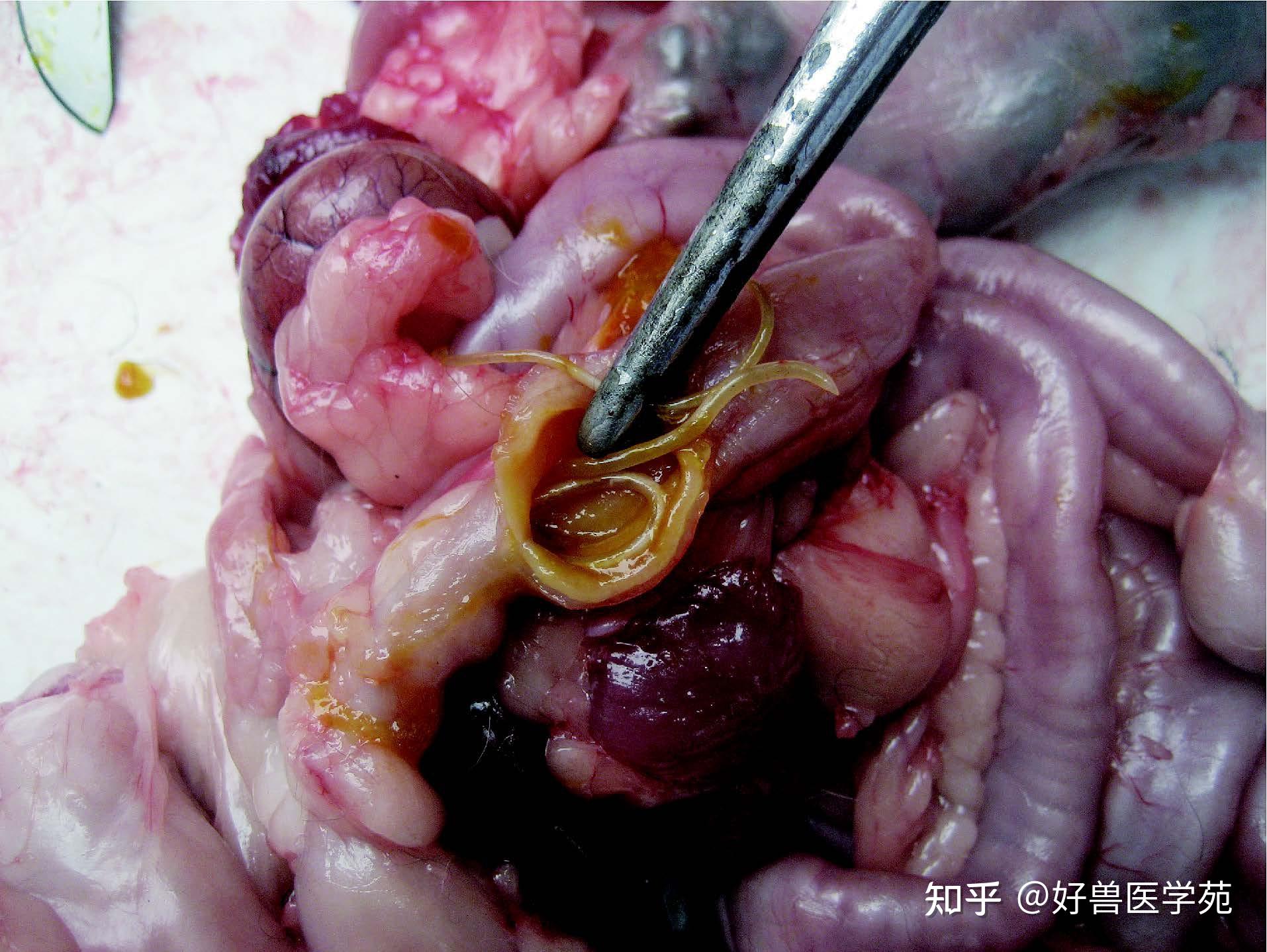 幼犬猫腹部膨大,发育迟缓.