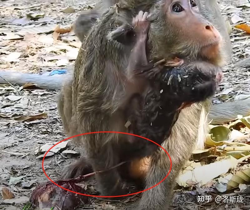 网络耍猴没事看猴子的人超乎想象的多不管是抖音还是快手或者油罐上