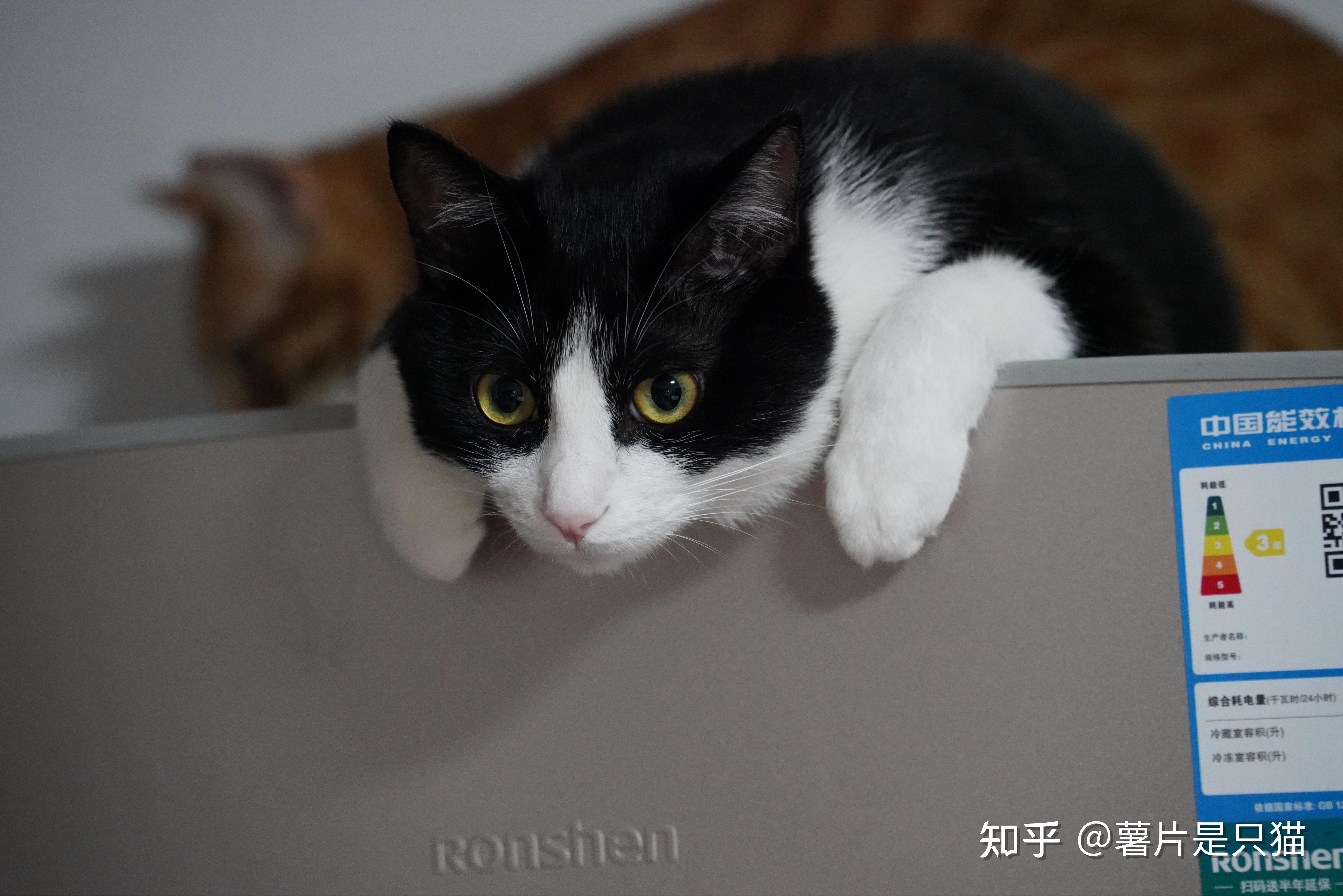 有只正八脸奶牛猫是一种怎样的体验? - 知乎