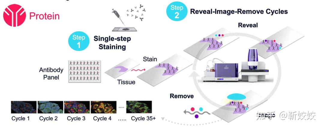 Visiopharm数字病理分析软件助力空间多组学分析肿瘤免疫微环境 - 知乎