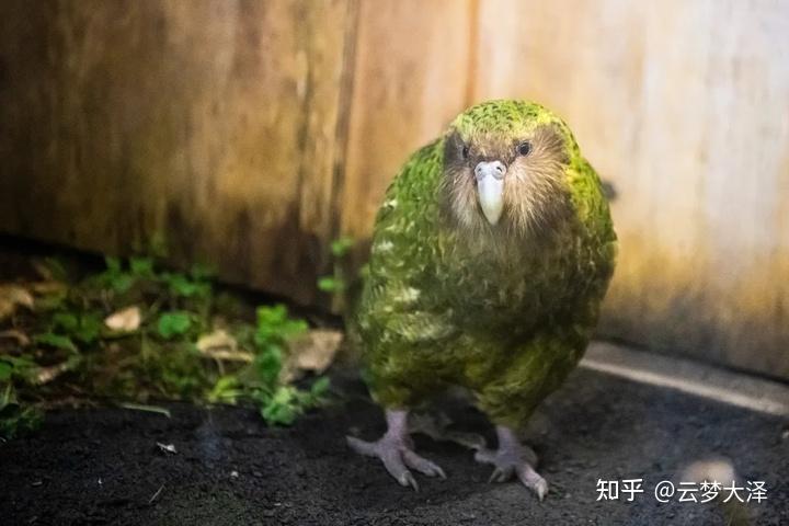 30万美元只为抓一只白鼬,罪名是它想吃世界上唯一不会飞的鹦鹉.