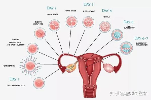 如何区分是 大姨妈 来了还是着床成功了 知乎