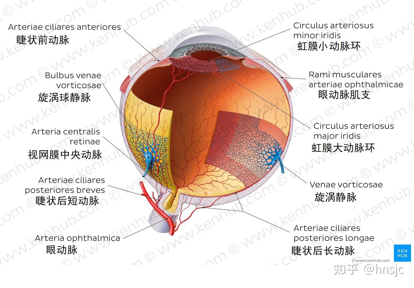 现代医学展板人体眼部概观全息图示意图超清图片_易拉宝_展板展架-图行天下素材网