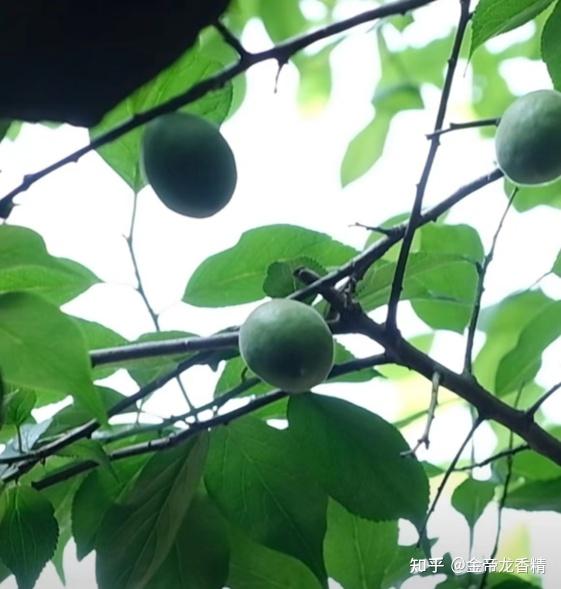香精与香料(161)——乌梅 - 知乎