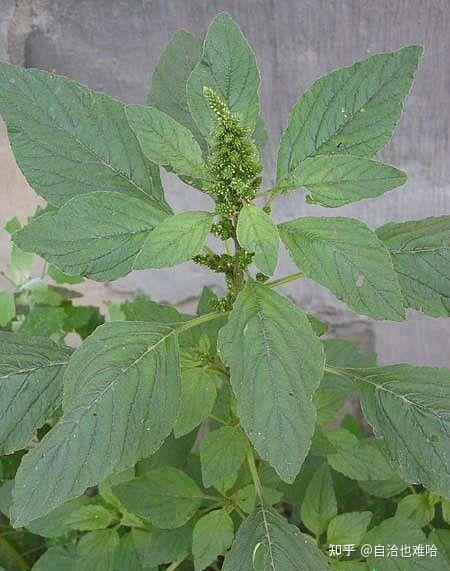 在河南这些野菜你可认识