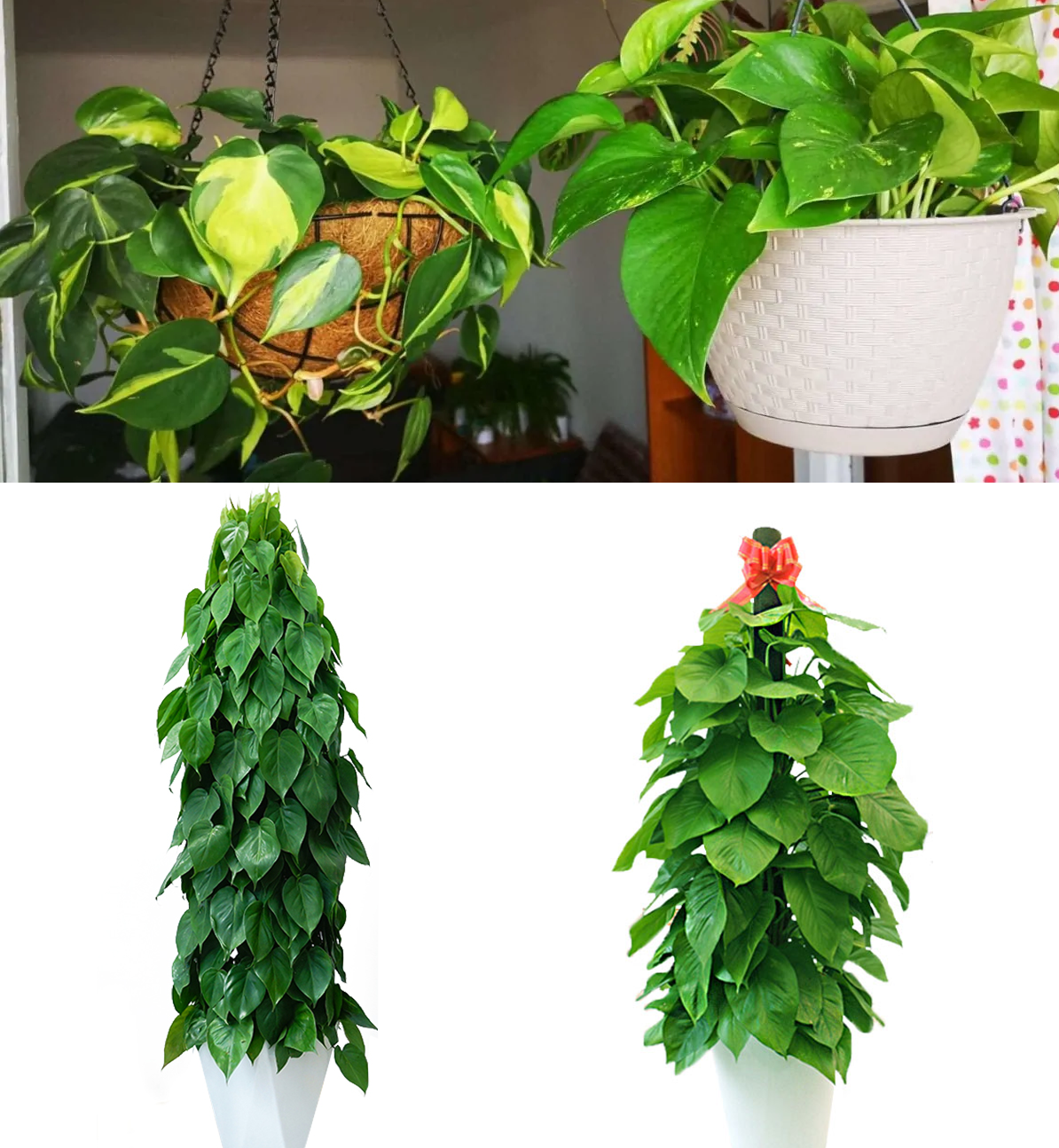 常见天南星科观赏植物分类多图长文