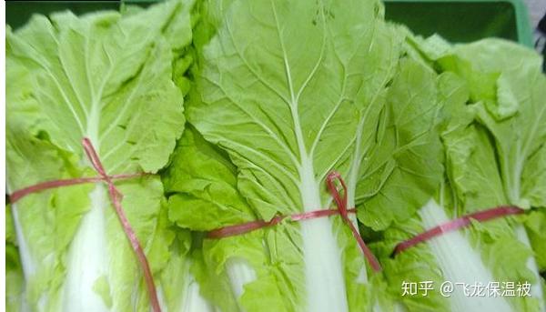 白菜霜霉病的症状和防治措施 知乎