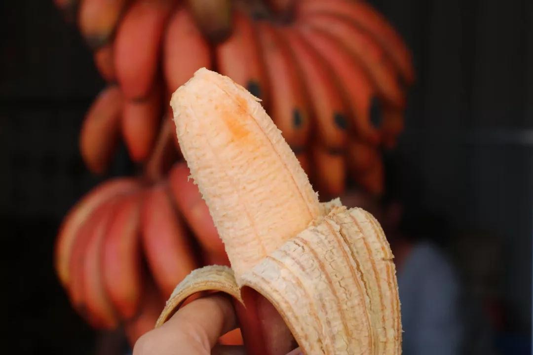 香蕉什么时候开花结果 v2-cdf28bce24fd91747294ebeb06f66598_1200x500.jpg