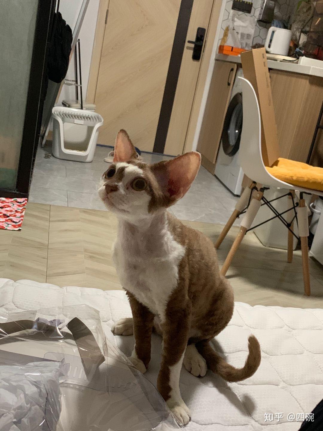 你们的德文卷毛猫都是多少钱买的? - 知乎