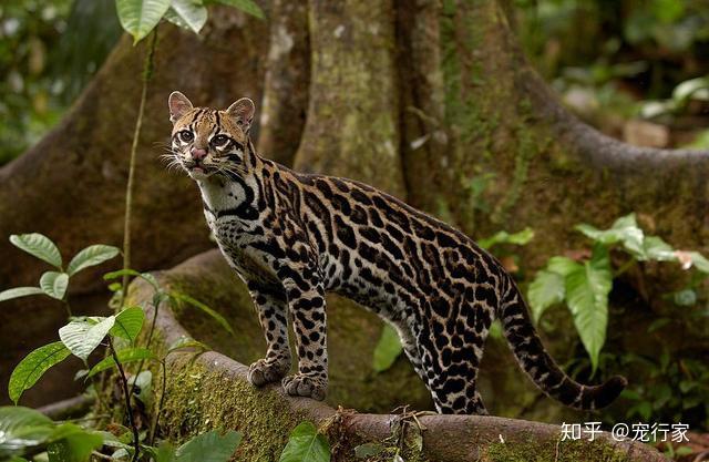 2500万年前,所有猫科动物的祖先"始猫"爬上了树.