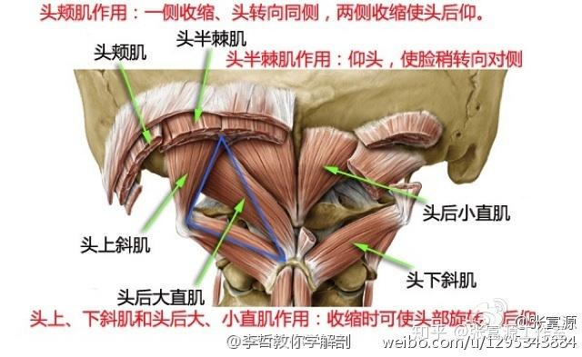 后脑勺是有很多层的肌肉,为了维持你的头控制在你需要的角度而不断