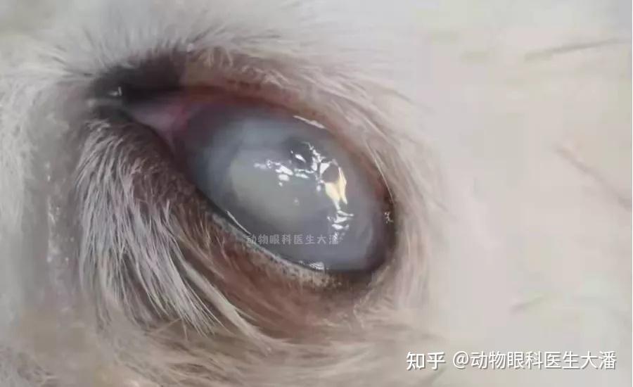 犬角膜溶解角膜穿孔的治疗