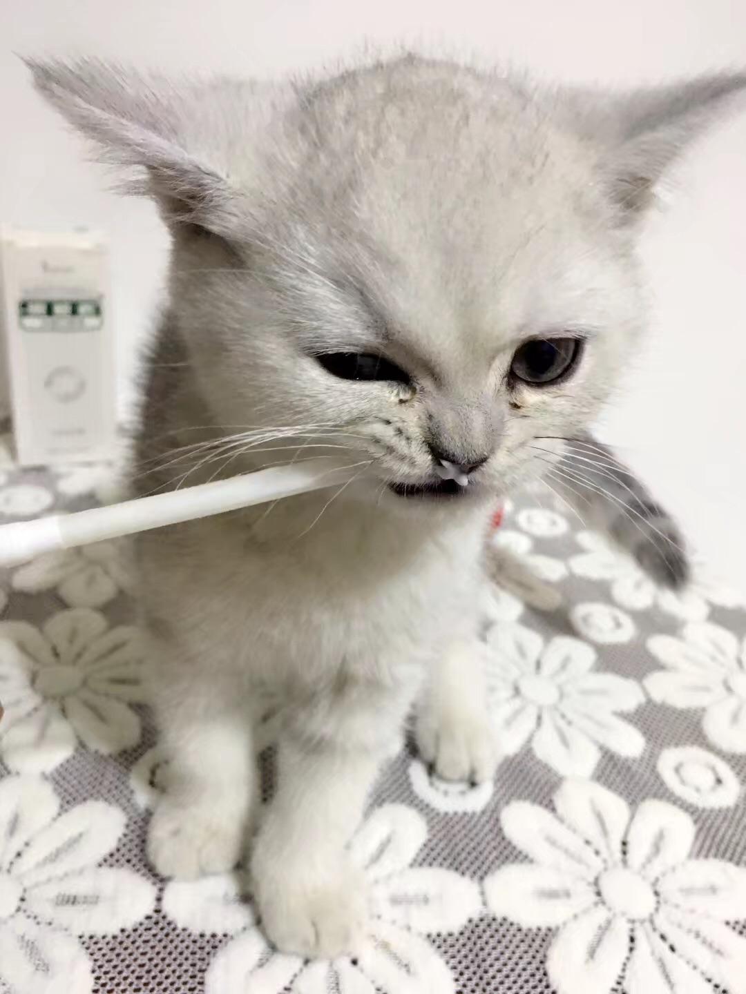 猫可以萌到什么程度?