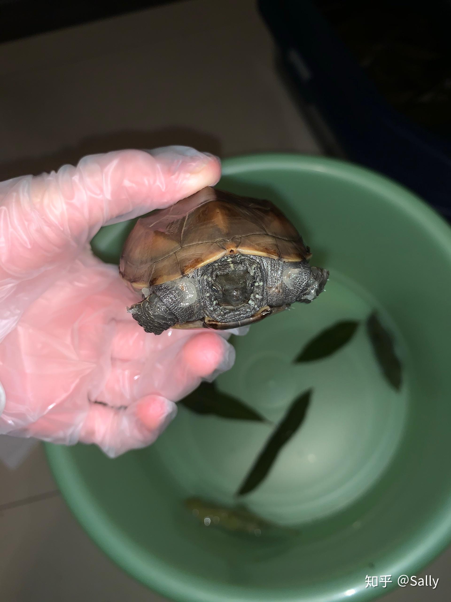 乌龟水肿有大佬给看看是怎么回事吗