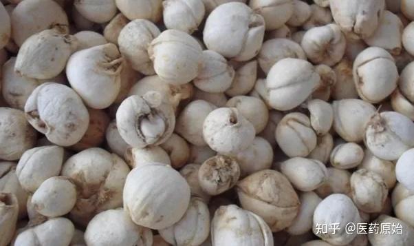 带你识别伊贝母