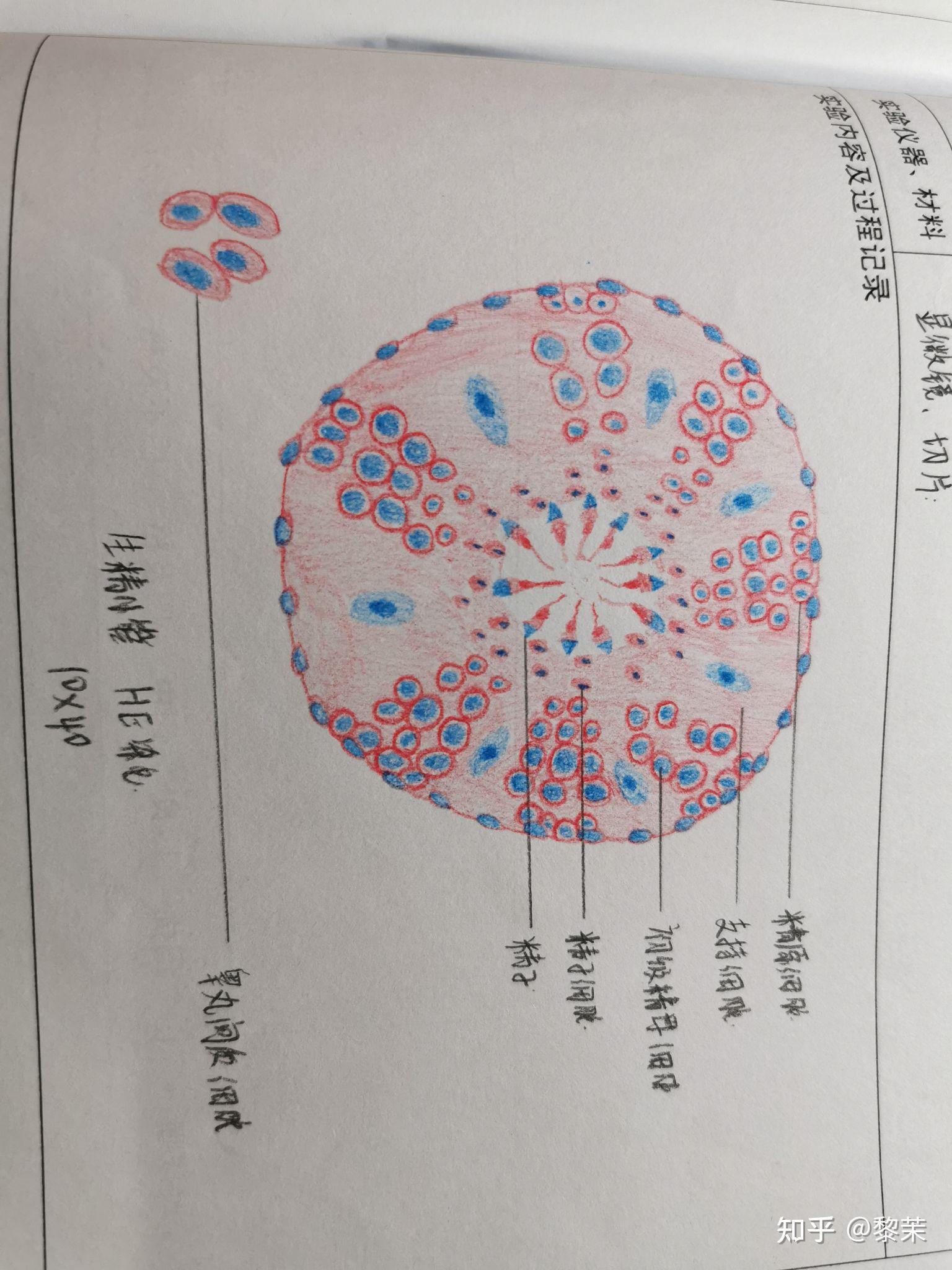 次级卵泡红蓝铅笔构图图片