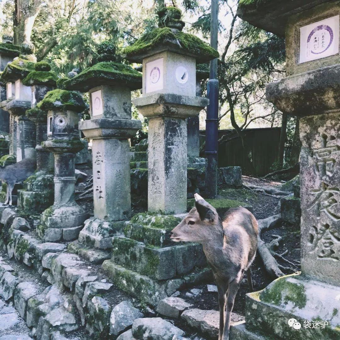 想明年去日本看樱花,假设准备玩一个星期到十