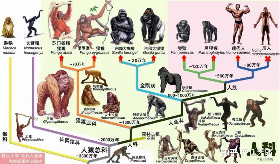 人类起源,到底是谁的“起源”? - 知乎
