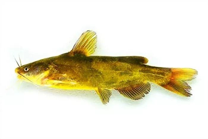 经典的原生黄颡鱼鱼友钓友吃货果然好鱼