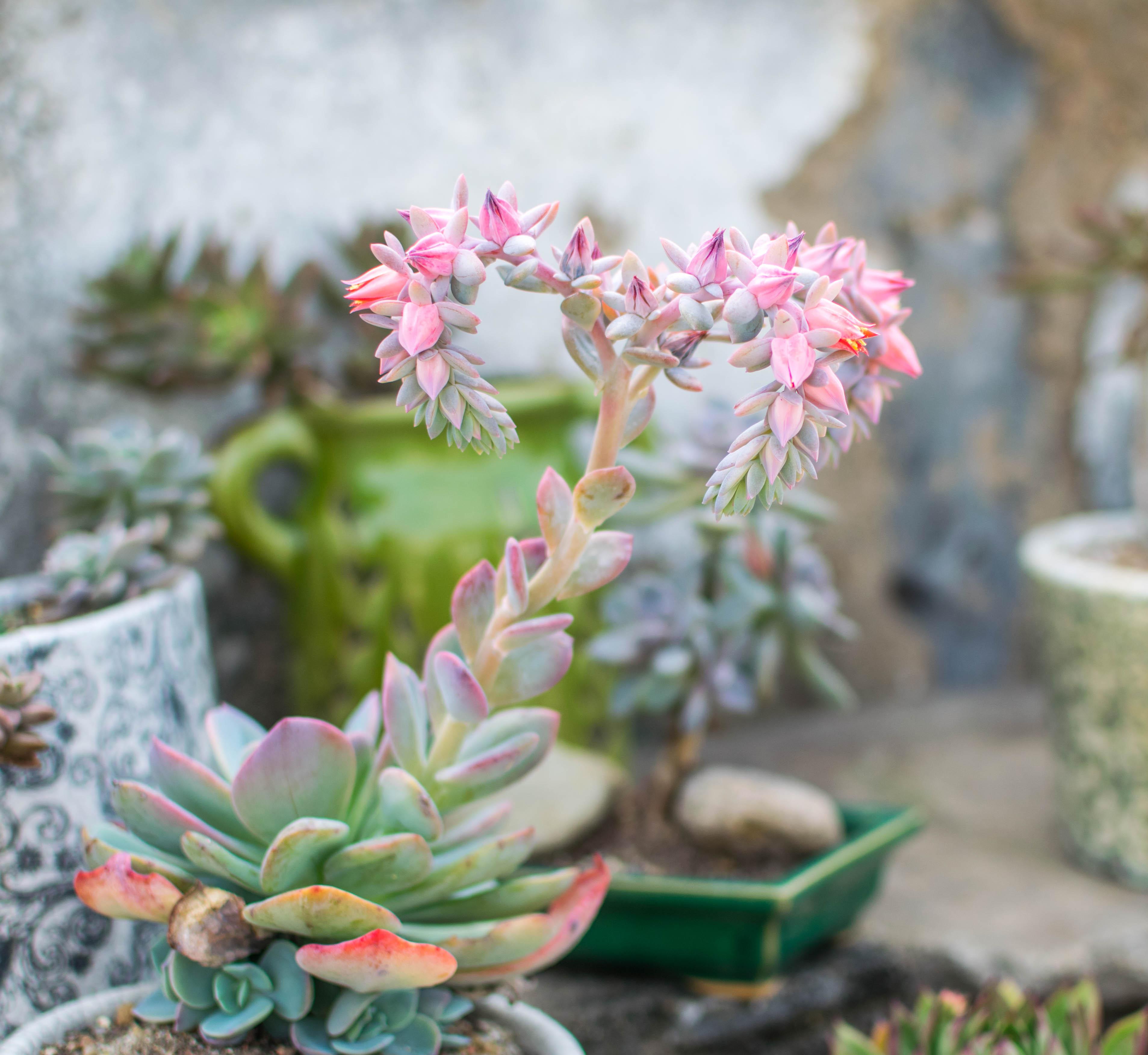 一般状态下,大型多肉最先就想到白凤了,平时常见的多肉很少有叶子比它