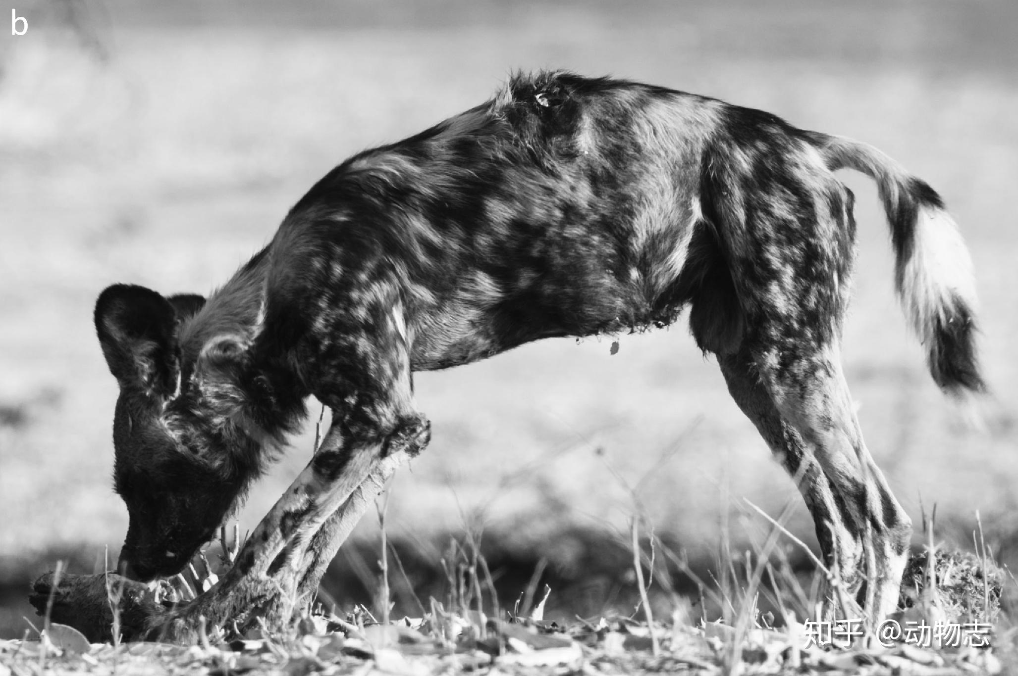 非洲野狗 库存图片. 图片 包括有 狩猎, 五颜六色, 有洞察力, 居住, 敏锐, 本质, 哺乳动物, 母狗 - 156958417