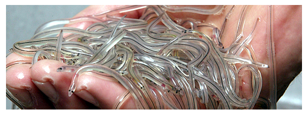 图片来自网络,侵删五,成长阶段黄鳗期图片来自网络,侵删六,成年的银鳗