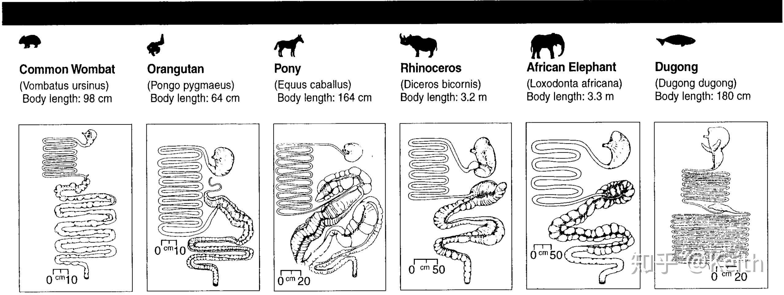 无论是什么动物,消化系统主要的器官包括口腔,食道,胃,小肠,和大肠(含