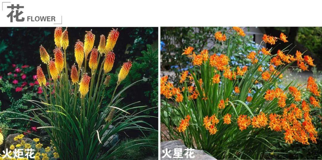 干货 | 易混淆植物第二弹——花境篇 - 知乎