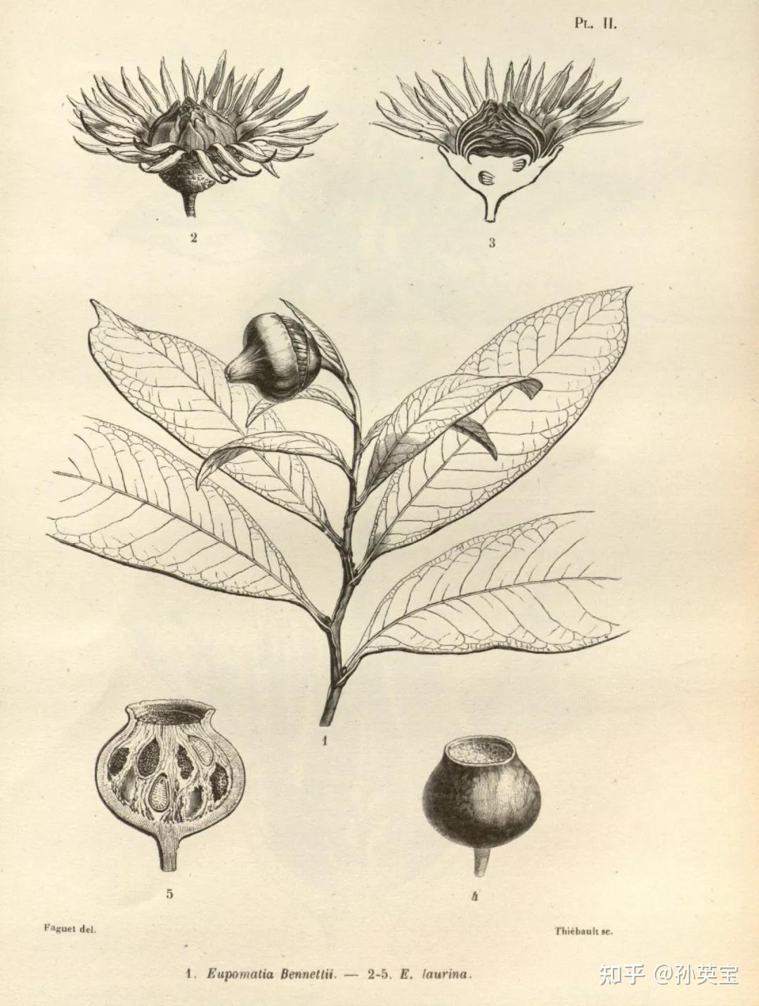 科学绘画被子植物家族的帽花木科成员