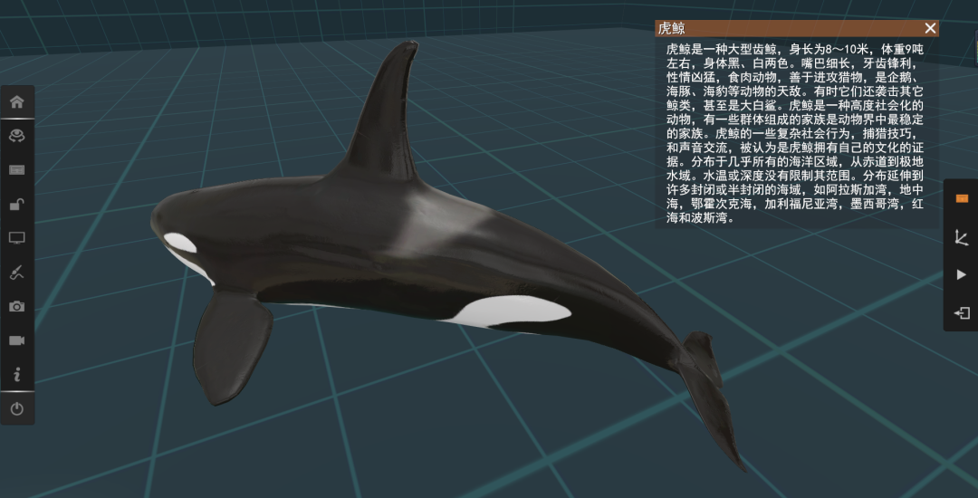 虎鯨(killer whales)國家二級