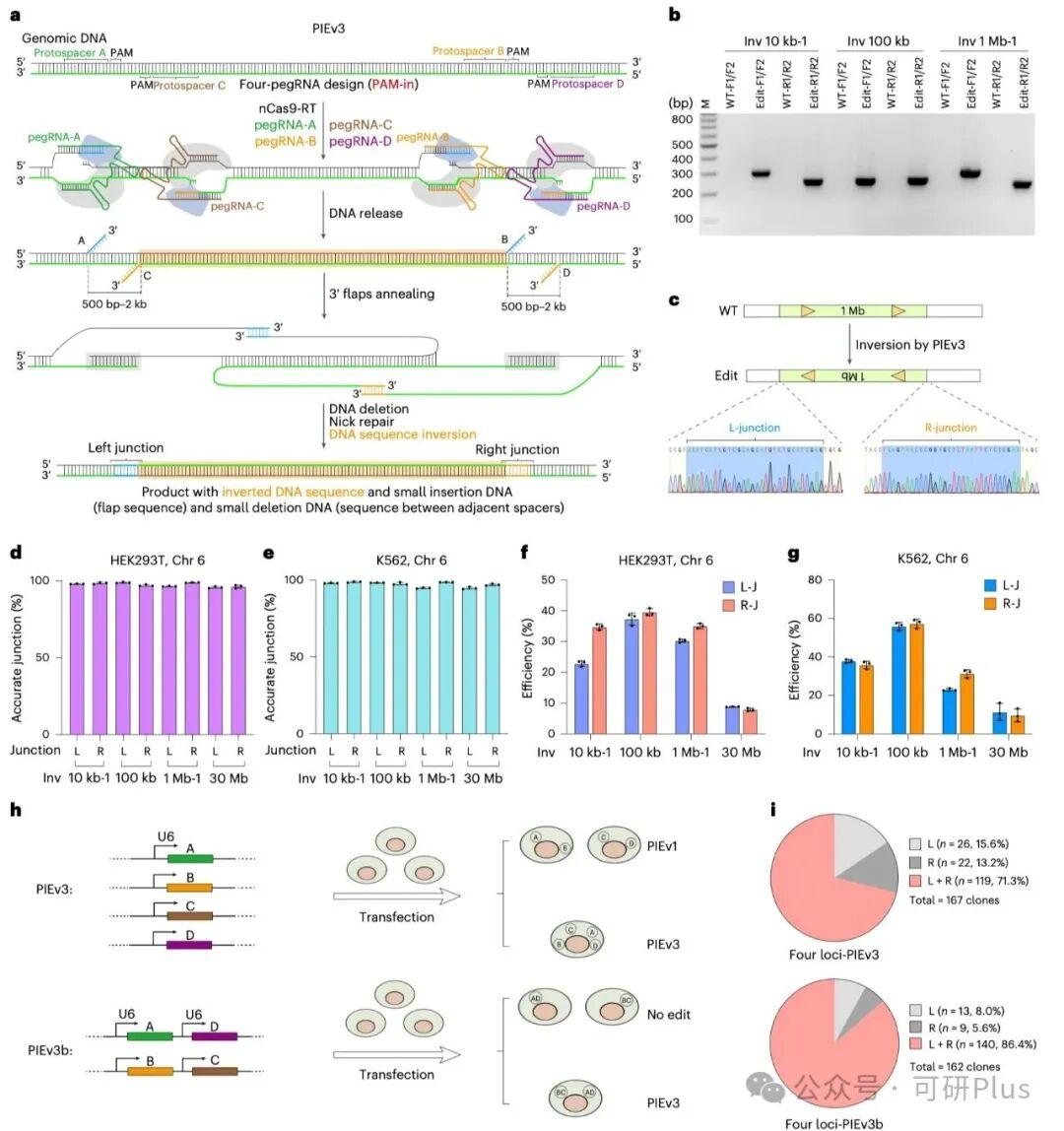 Nature子刊重磅:殷昊团队开发新技术实现100兆碱基染色体精确倒位,效率提升20倍! - 知乎