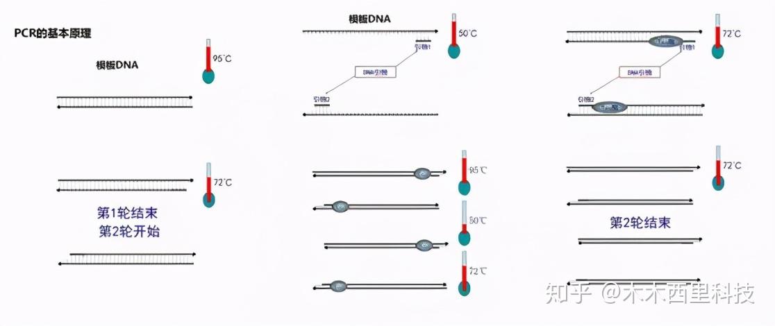 初学必懂!分分钟搞定PCR引物技术,高效避“雷”! - 知乎