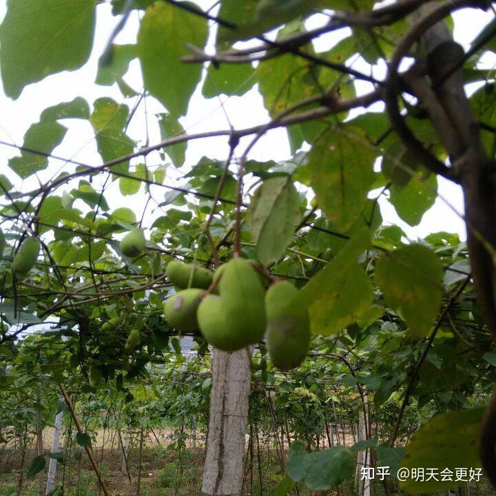 一种值得开发的新型野生果树——三叶木通使用植物非试管高效快繁技术快繁三叶木通 - 知乎