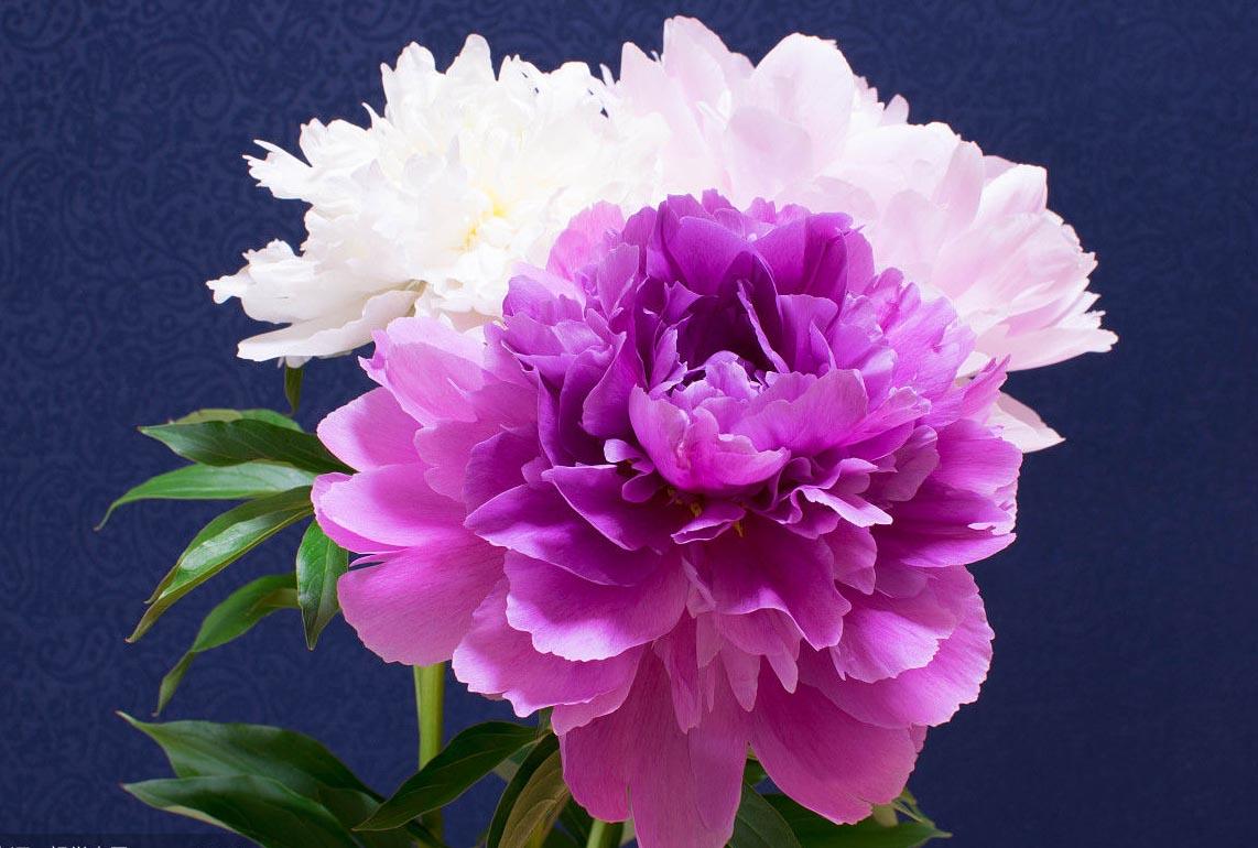 天津蓟州尧舜牡丹大放光彩