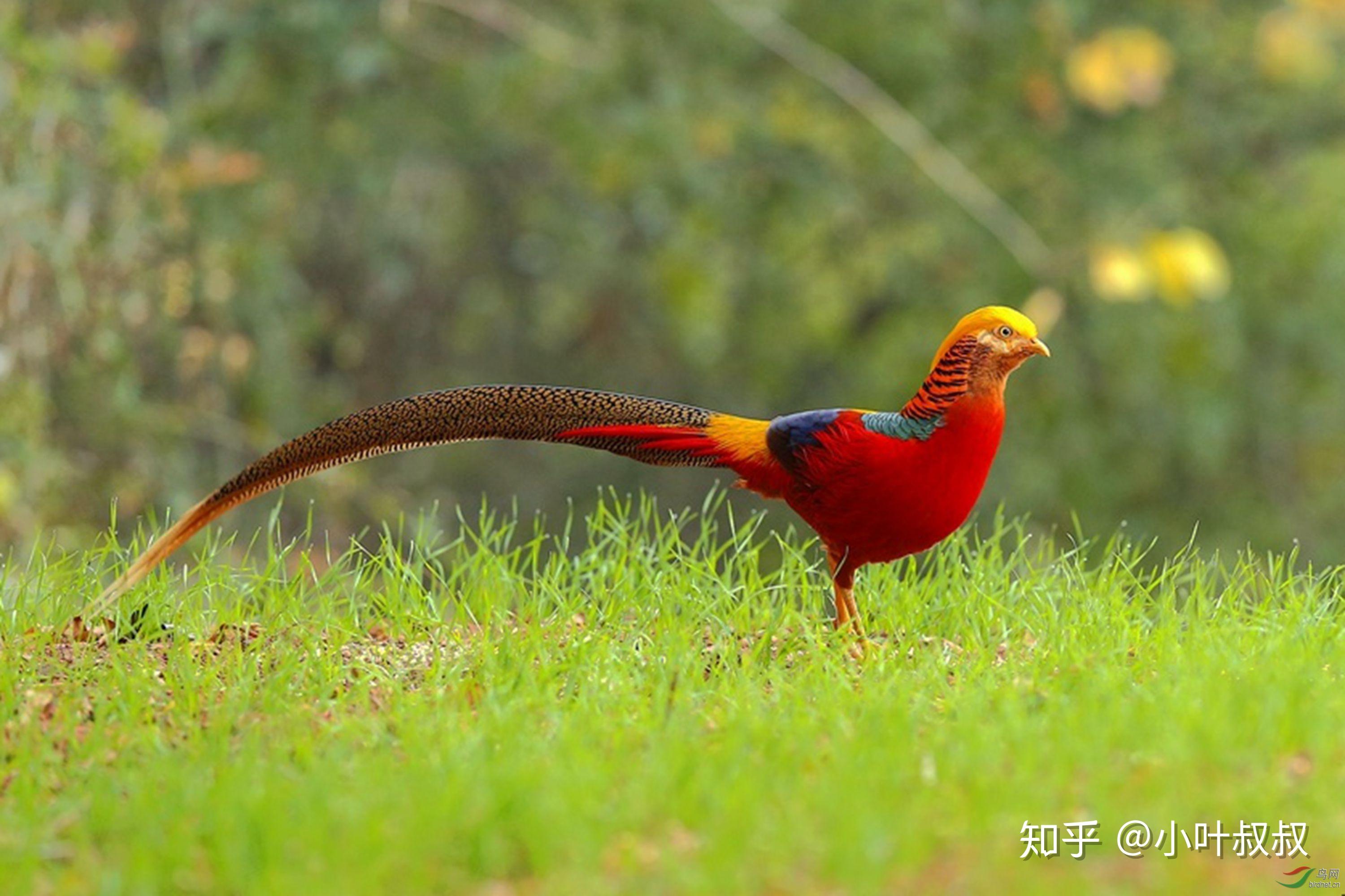 红原鸡（中国二级重点保护野生动物）_摘编百科