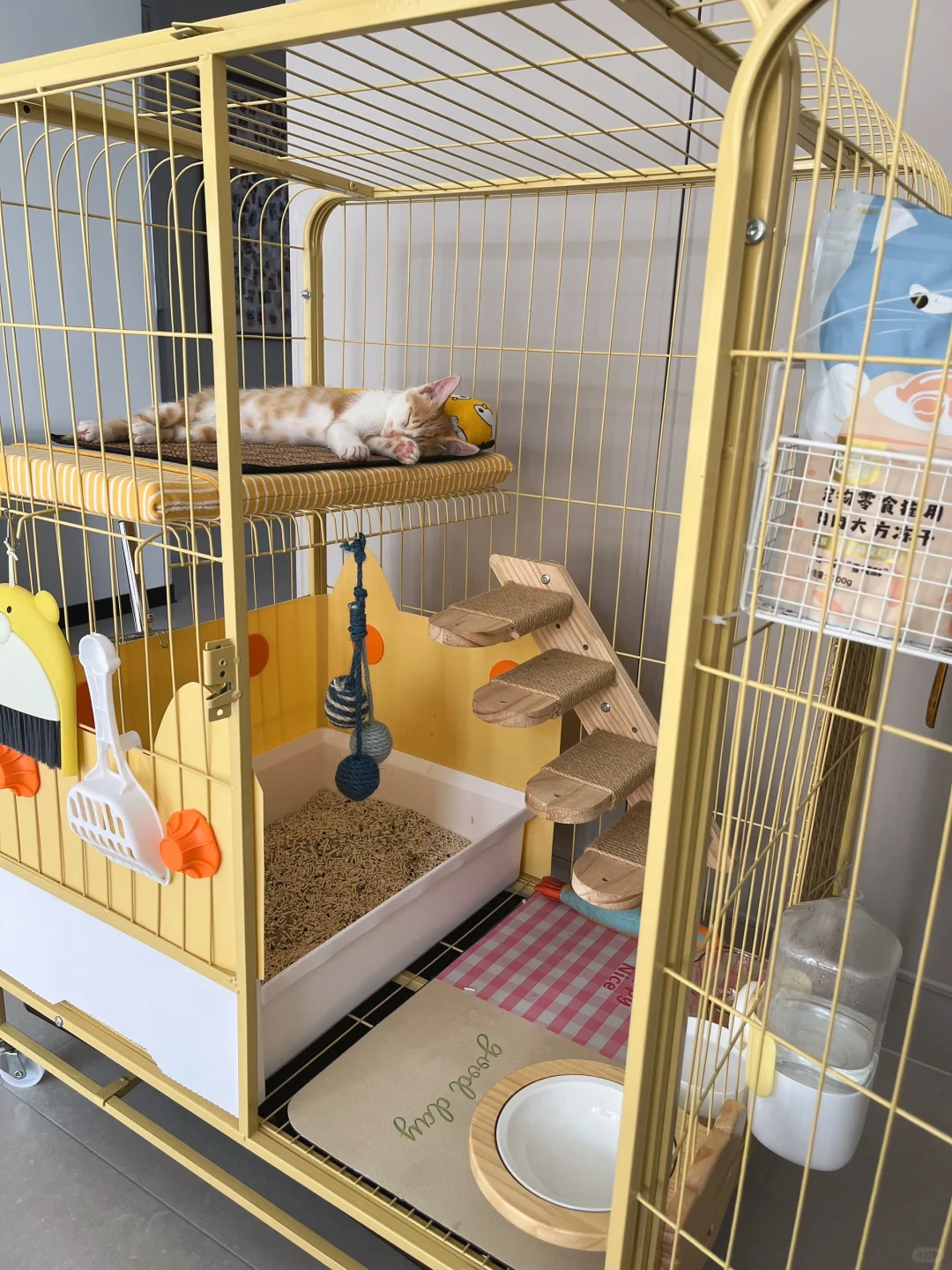 该不该狠心把幼猫晚上关笼子睡觉? - 知乎