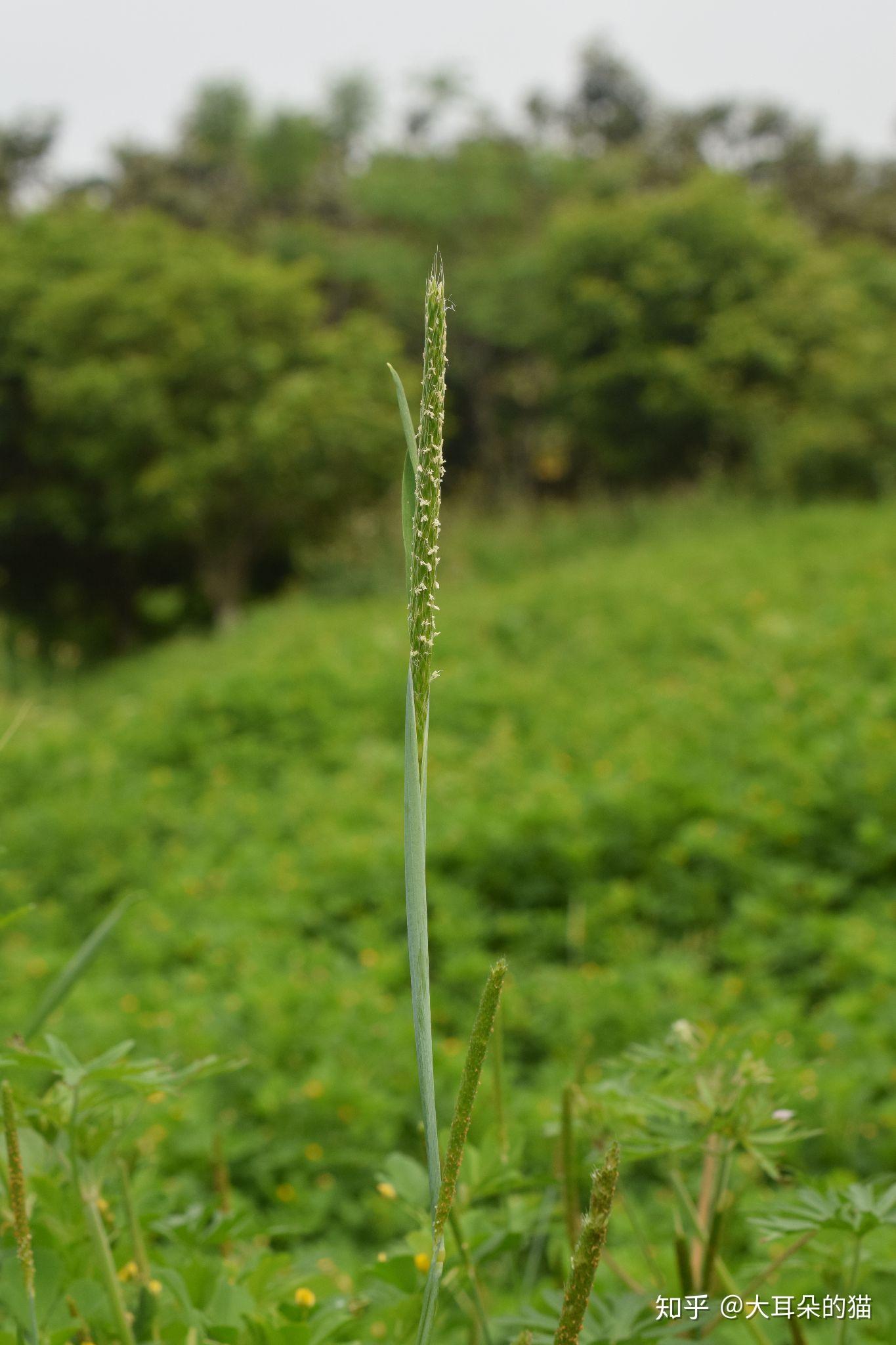 看麦娘,日本看麦娘 - 知乎